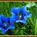Kelly Flowe Photo 7