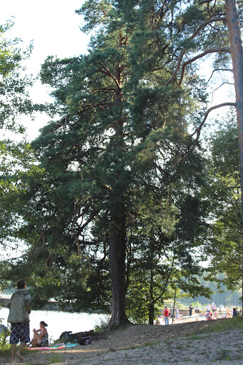 Alexander Sweet Photo 19