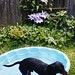 Jimmy Pool Photo 13