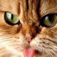 Tracy Mahon Photo 13