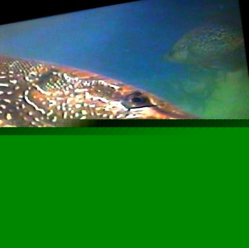 Erick Swanson Photo 10