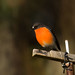 Robin Spring Photo 25