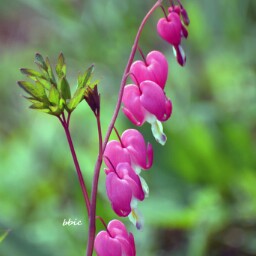 Pengcheng Wang Photo 20