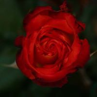 Victoria Mckee Photo 4