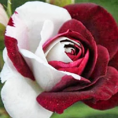 Jacquelyn Upton Photo 1