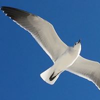 Kathy Vines Photo 17