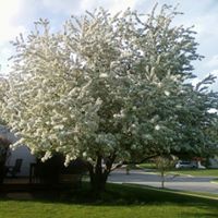 Jan Mcdermott Photo 8