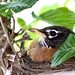Robin Way Photo 24