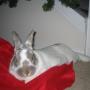 Nicole Gordon Photo 12