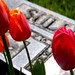 Mary Lancaster Photo 32