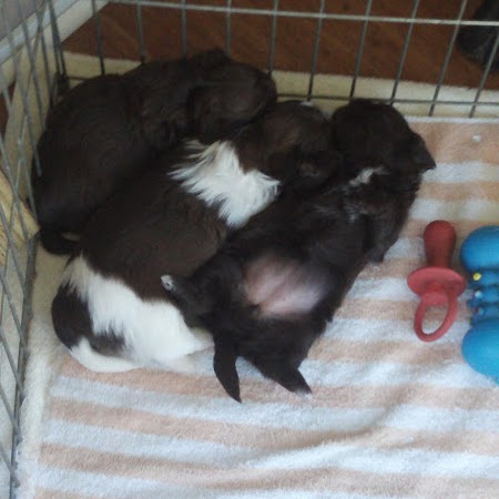 Dianne Porter Photo 31