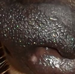 Traci Schultz Photo 12