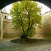 Charles Castell Photo 5