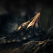 Robin Sharp Photo 18