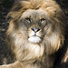 William Leone Photo 35