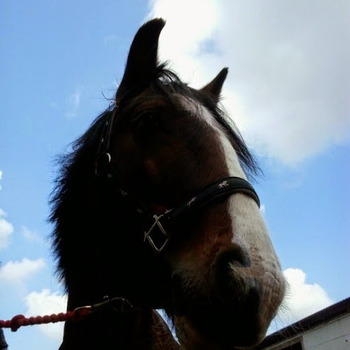 Amy Morrell Photo 14