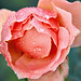 Flora Cheng Photo 16