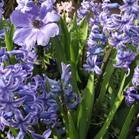 Susan Rodrigues Photo 9