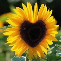 Debra Jolly Photo 14