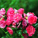 Rose Berger Photo 13
