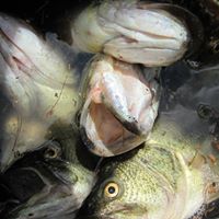 Anthony Shepard Photo 16