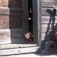 Dale Davison Photo 22