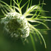 Anne Bloom Photo 15