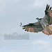 Mark Ogden Photo 34