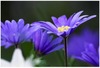 Anil Reddy Photo 34