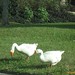 Marsha Green Photo 12