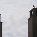 Kevin Crow Photo 26