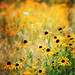 Susan Meadows Photo 38