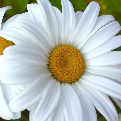 Josefa Melo Photo 3