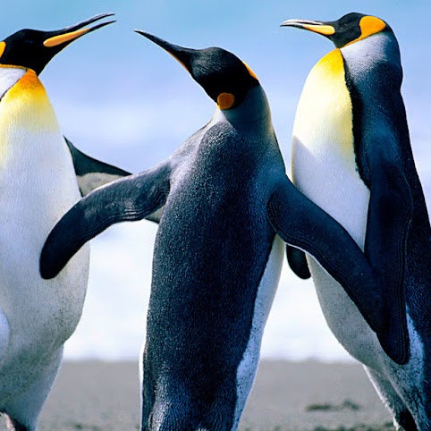 Cheryl Pruitt Photo 15