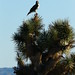 Joshua Hawk Photo 9