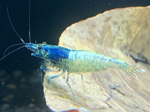 Kevin Calhoun Photo 21