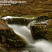 Harold Muir Photo 12