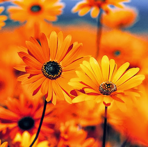 Marilyn Watson Photo 6