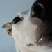 Ginger Russell Photo 9