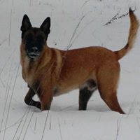 Mike Ferraro Photo 13