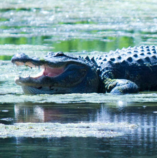 Todd Andrews Photo 21