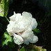 Sharon Whiting Photo 36