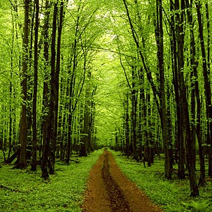 Mary Durant Photo 21 Mary Durant Photo 21