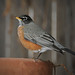 Robin Littleton Photo 14