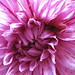 Vernon Rose Photo 23