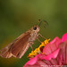 Julia Skipper Photo 16