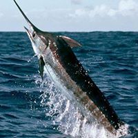 Martin Ambrose Photo 21 Martin Ambrose Photo 21