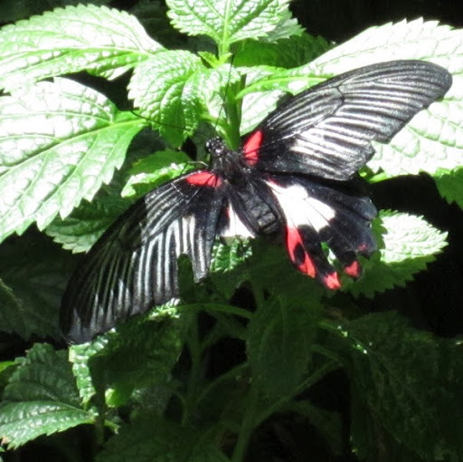 Janis Brown Photo 38