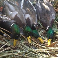 Bruce Bernard Photo 24 Bruce Bernard Photo 24