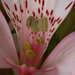 Janet Harper Photo 26